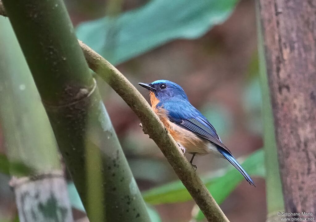 Gobemouche de White mâle adulte