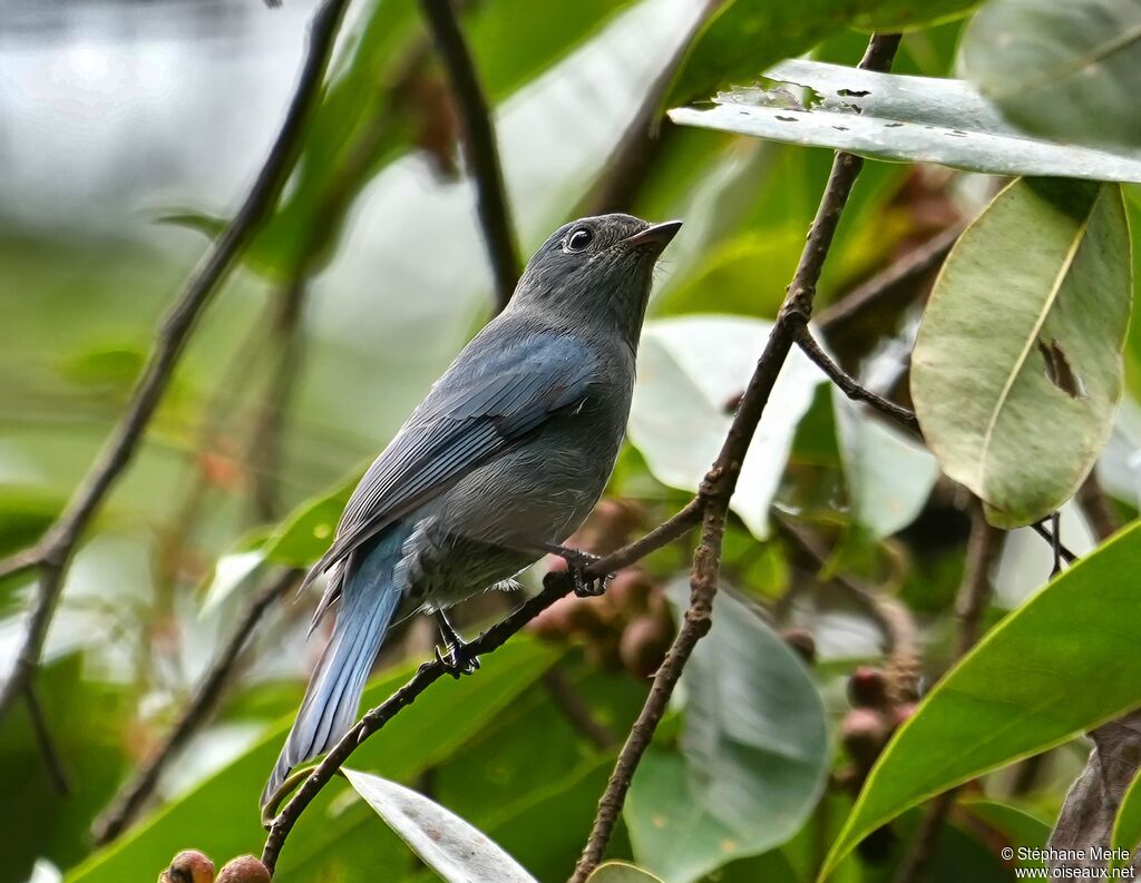 Gobemouche de Zappey