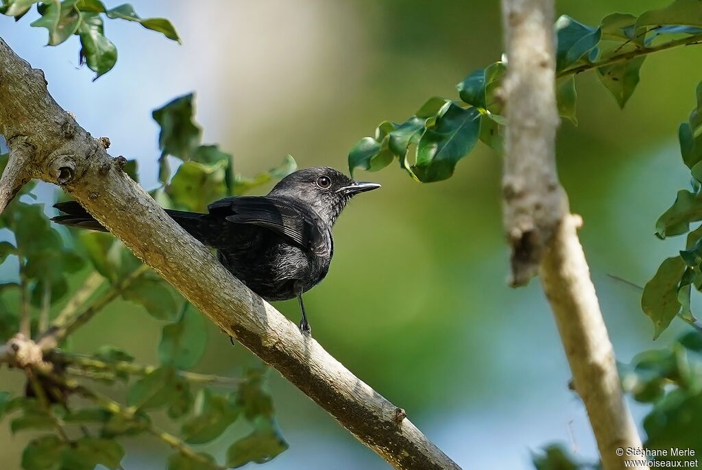 Gobemouche drongo