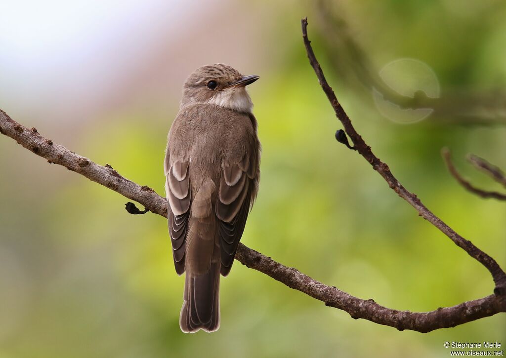 Spotted Flycatcher, aspect