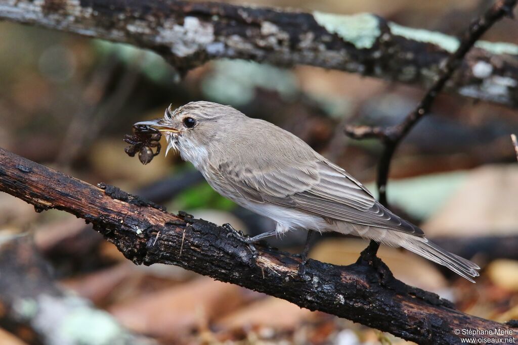 Spotted Flycatcher, feeding habits