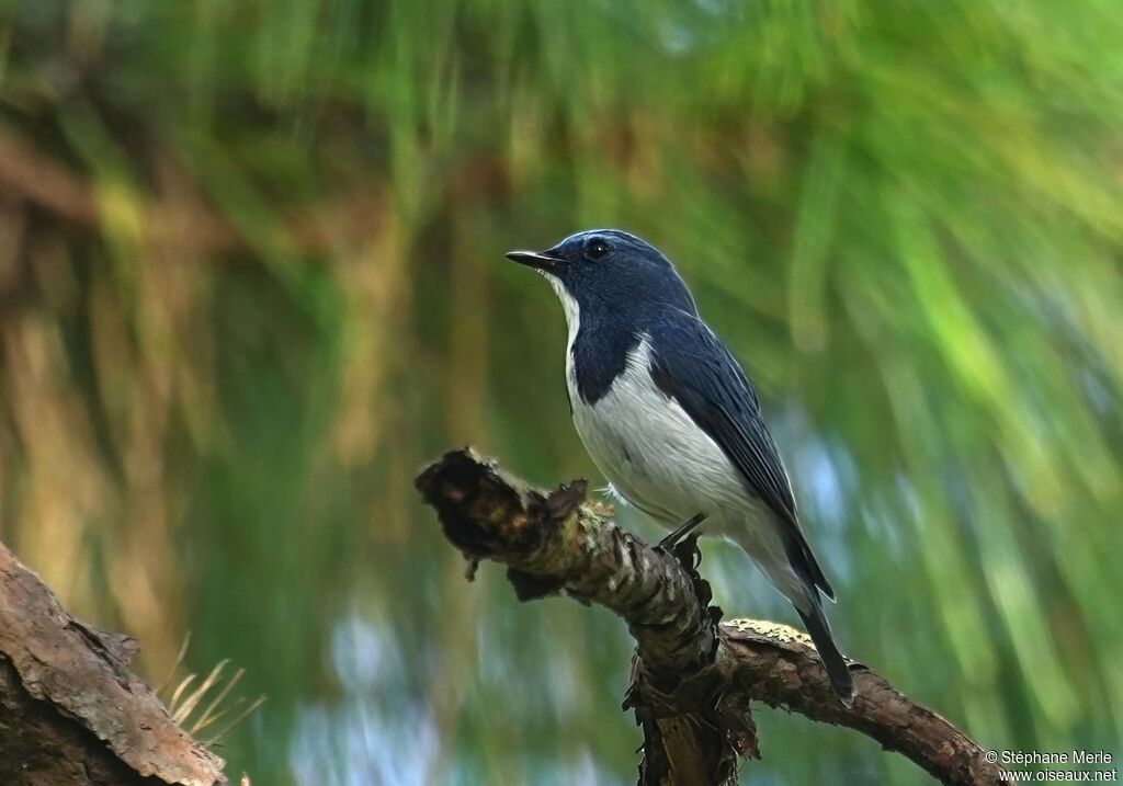 Gobemouche ultramarin mâle adulte