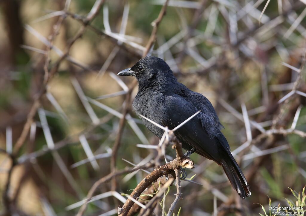 Slate-colored Boubou