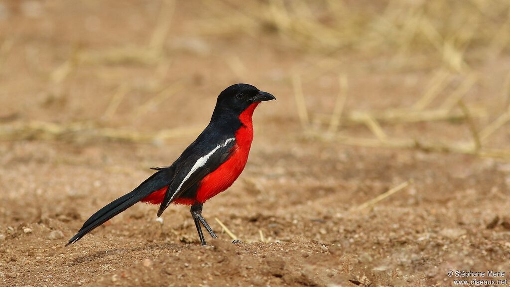 Gonolek rouge et noir