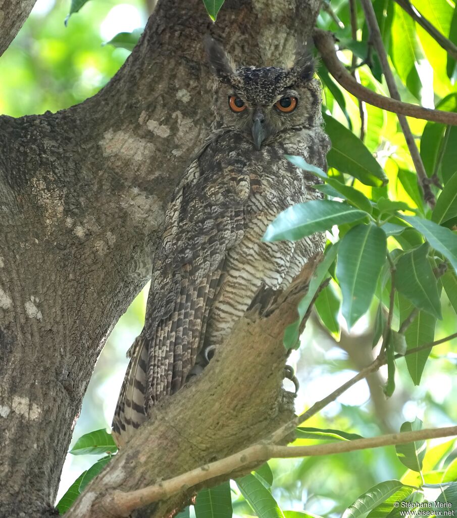 Great Horned Owladult