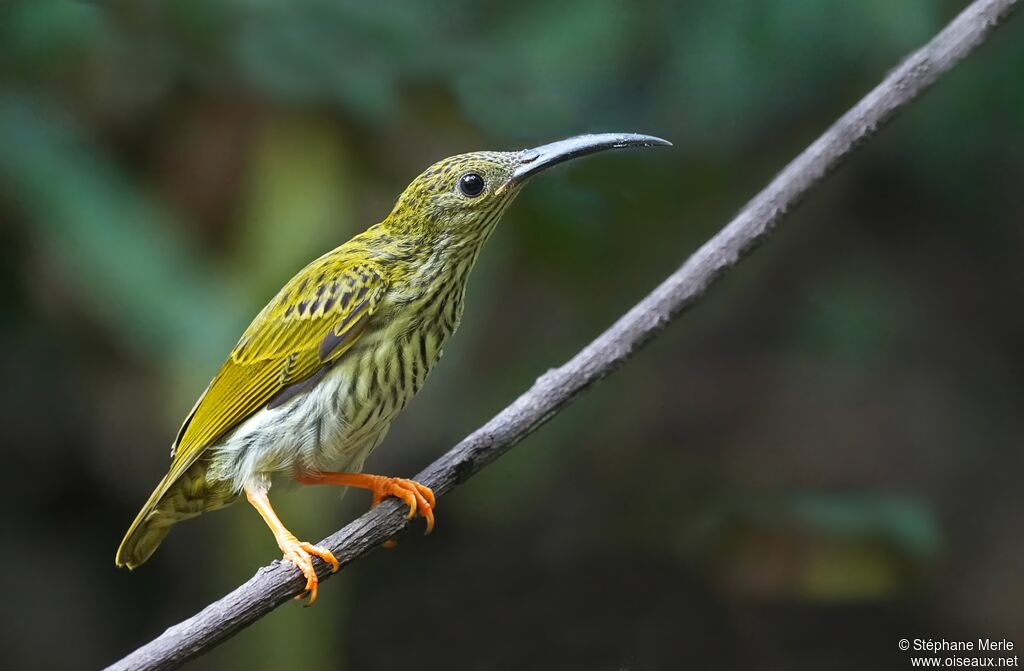 Grand Arachnothèreadulte