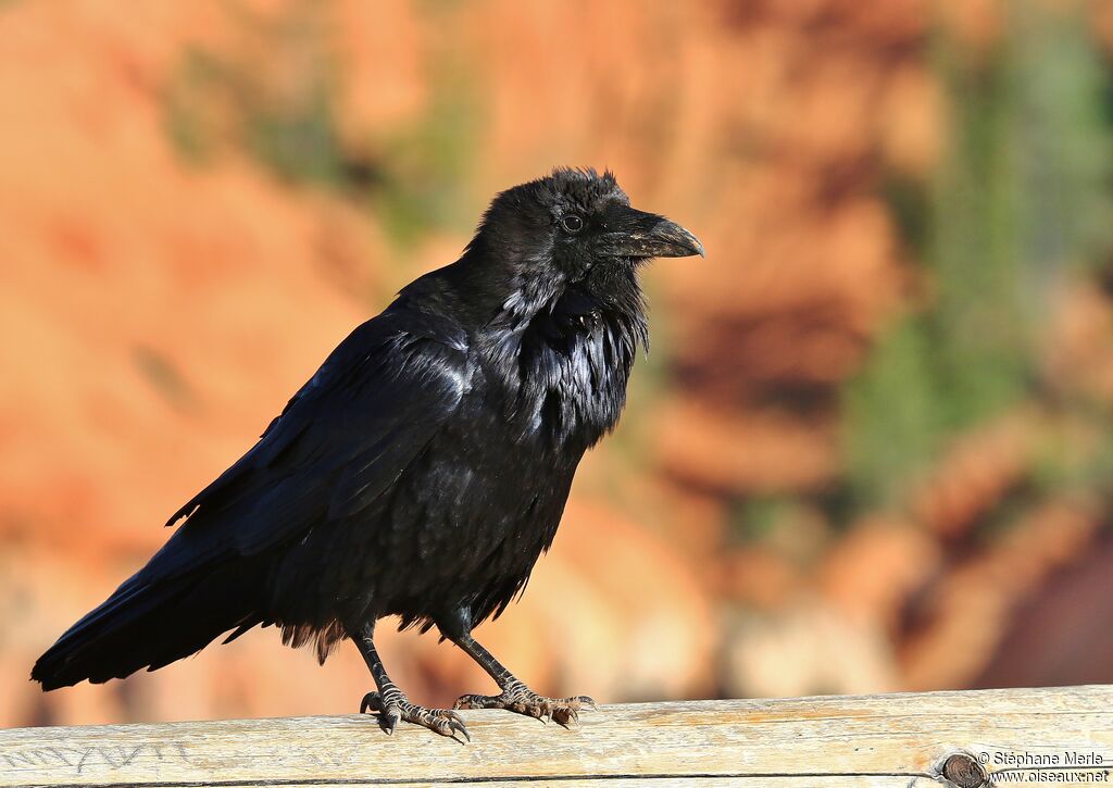 Northern Raven