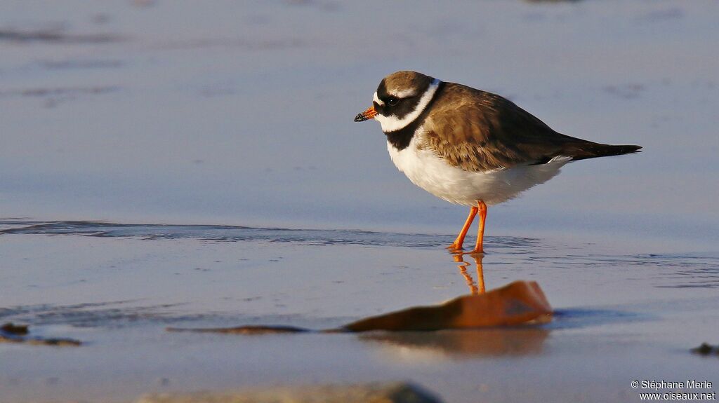 Common Ringed Ploveradult