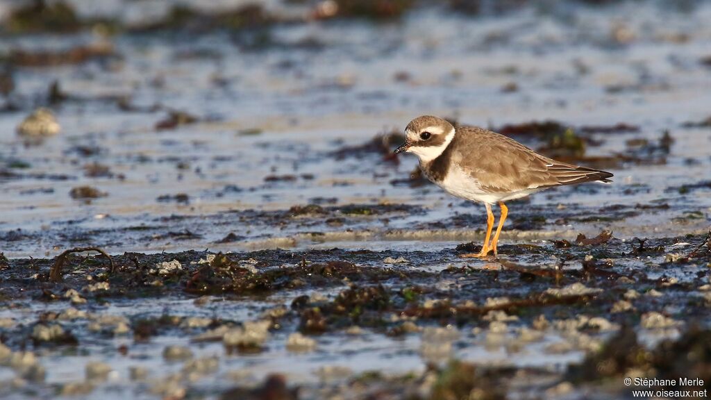 Common Ringed Plover