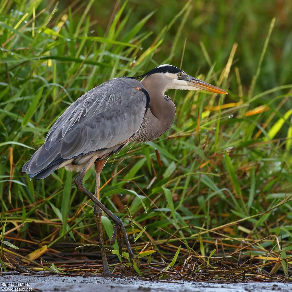 Grand Héronadulte, identification