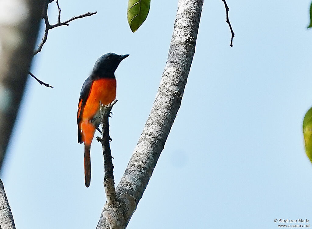Orange Minivet male adult