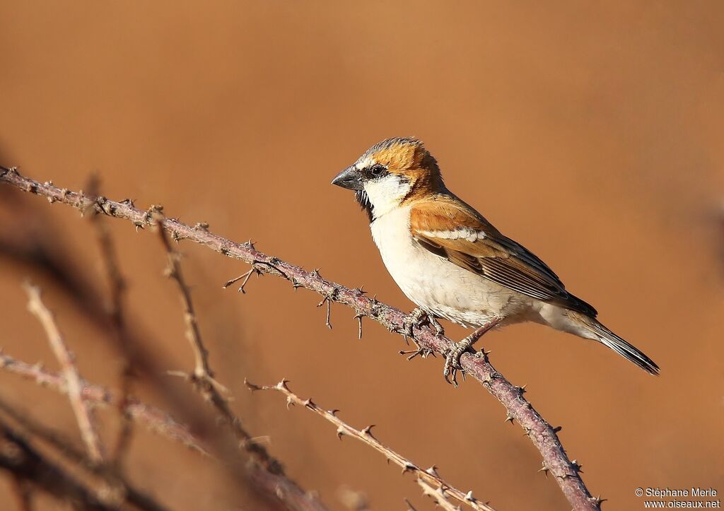Great Sparrow male adult