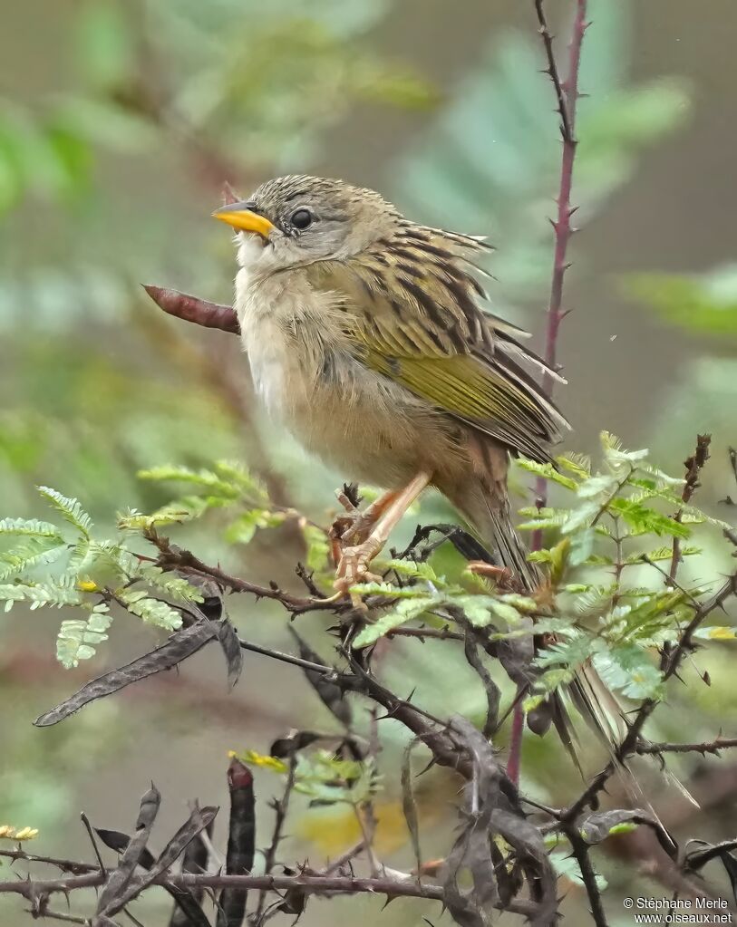 Wedge-tailed Grass Finchadult