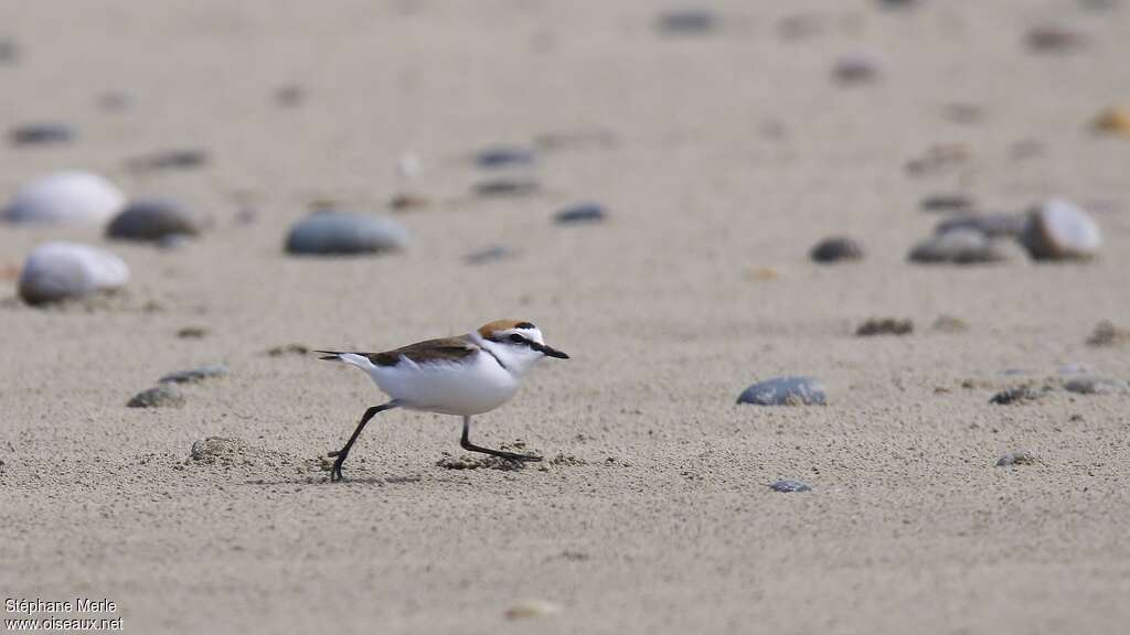 Kentish Plover male adult breeding, habitat, walking, Behaviour