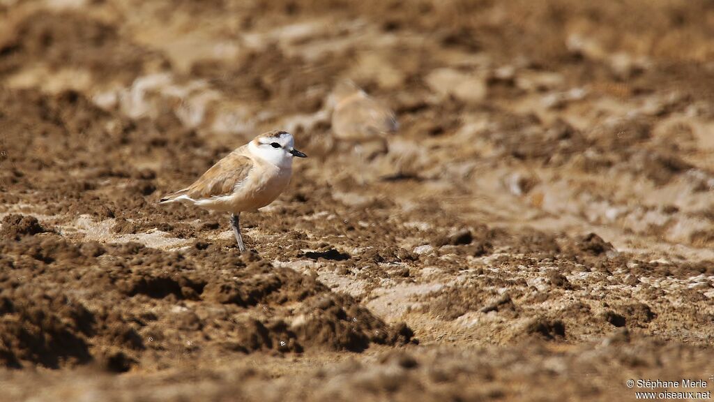 White-fronted Plover