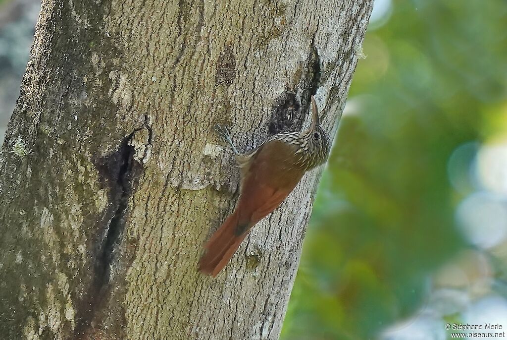 Grimpar cacao