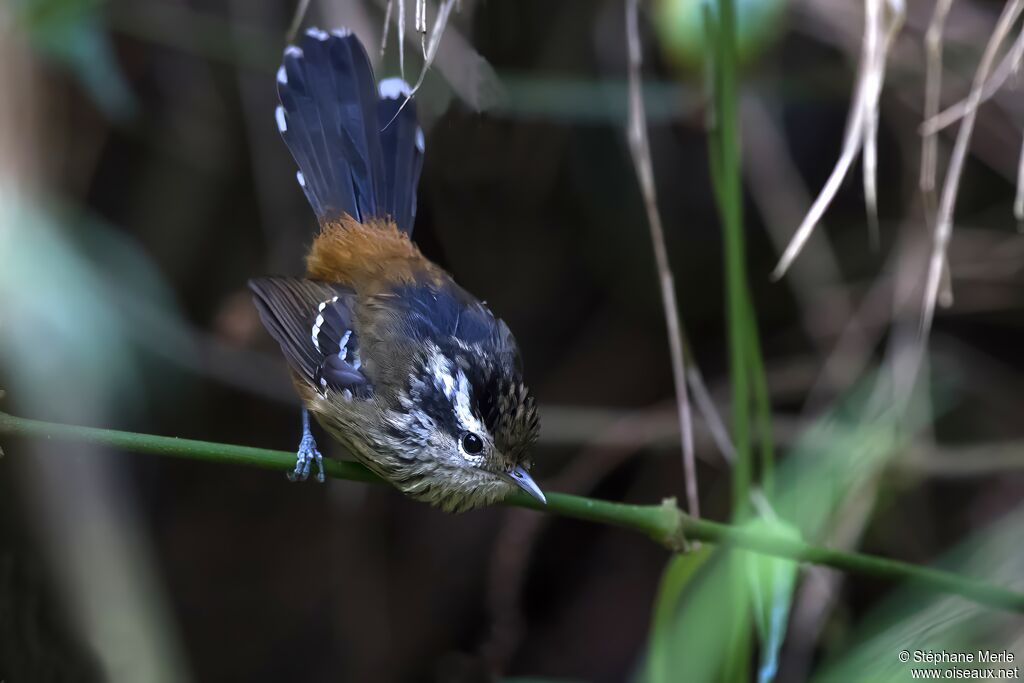 Ochre-rumped Antbird