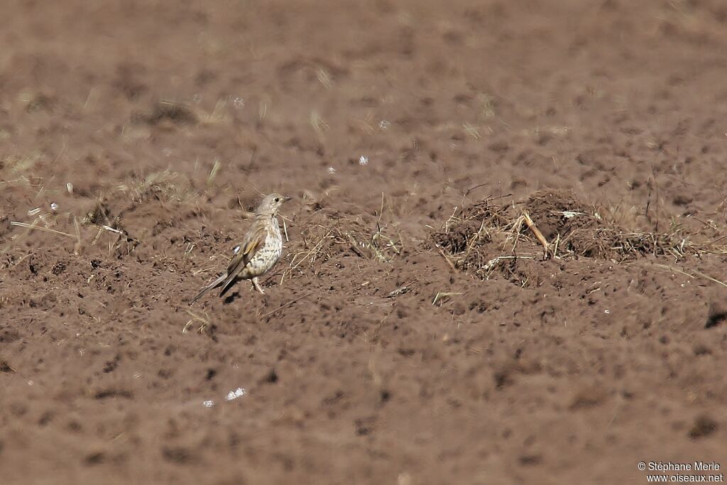 Mistle Thrush