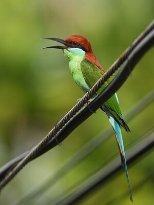Guêpier à gorge verte