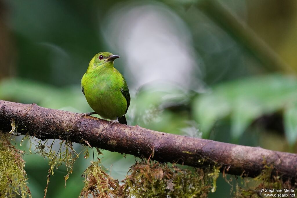 Green Honeycreeper female adult