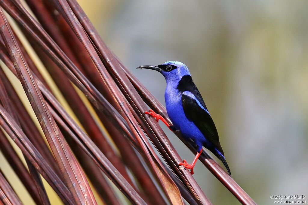 Red-legged Honeycreeper male