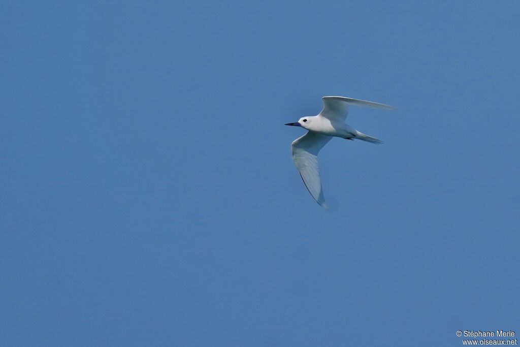 Gygis blancheadulte