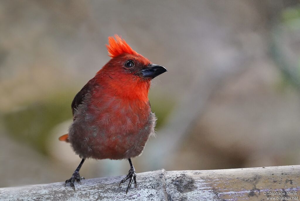 Crested Ant Tanager