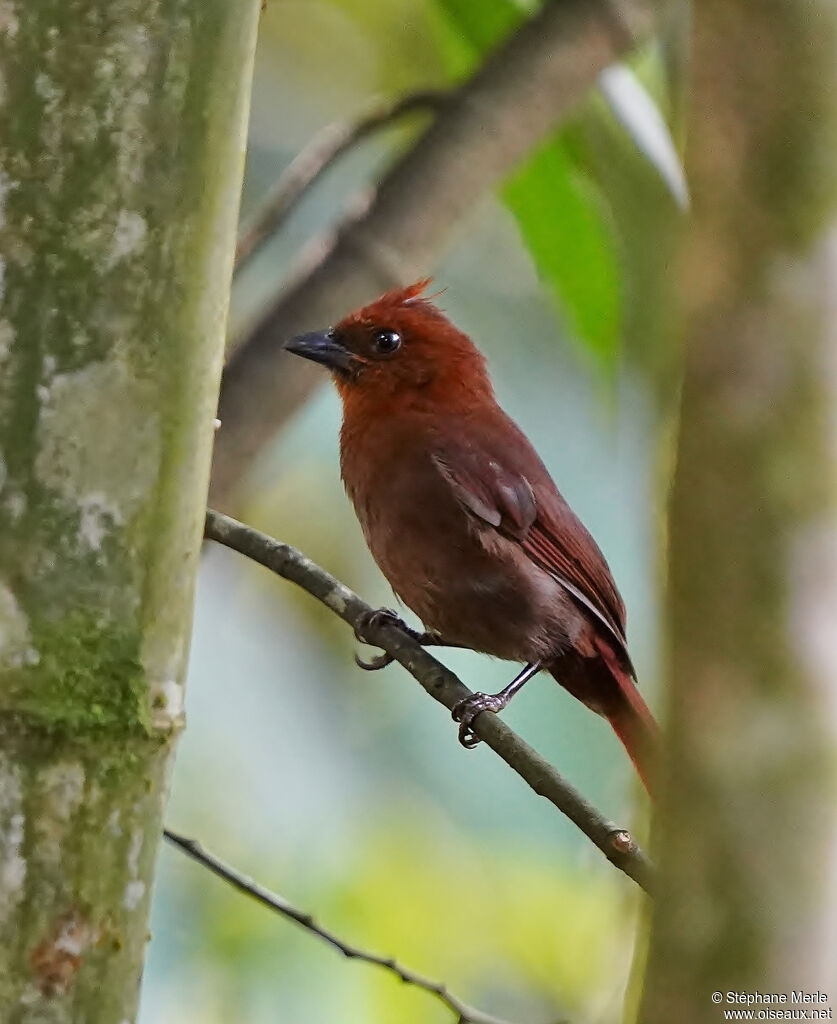 Crested Ant Tanager
