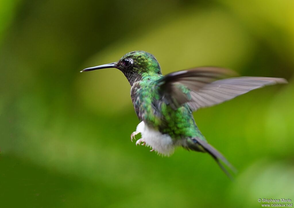 White-booted Racket-tail female adult