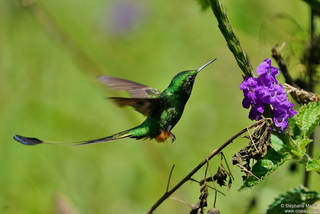 Peruvian Racket-tail male adult