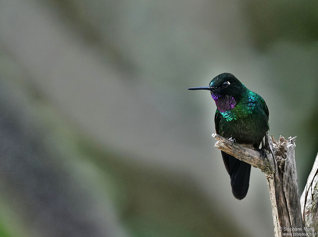 Héliange tourmaline mâle adulte