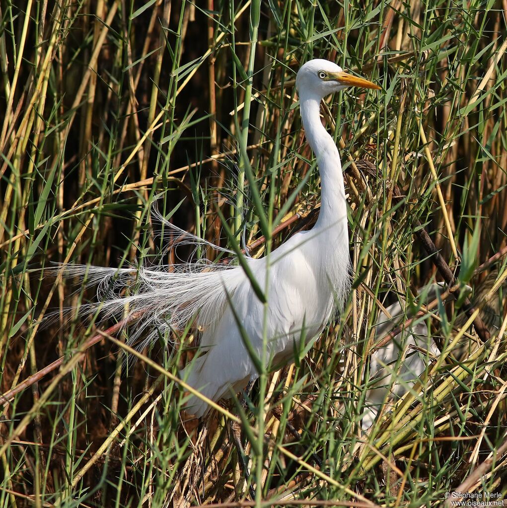 Yellow-billed Egretadult