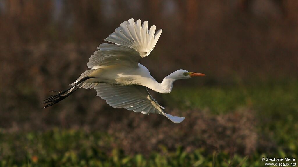 Yellow-billed Egretadult, Flight