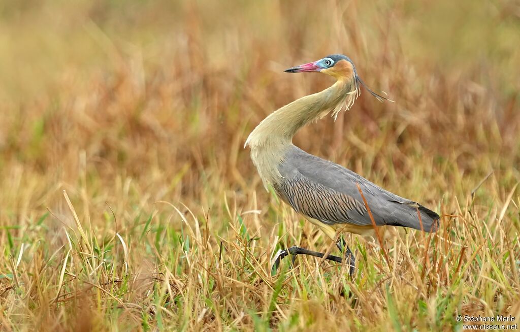 Whistling Heronadult breeding