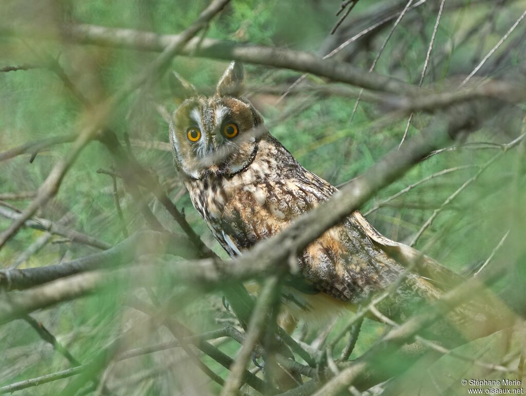 Hibou moyen-ducadulte