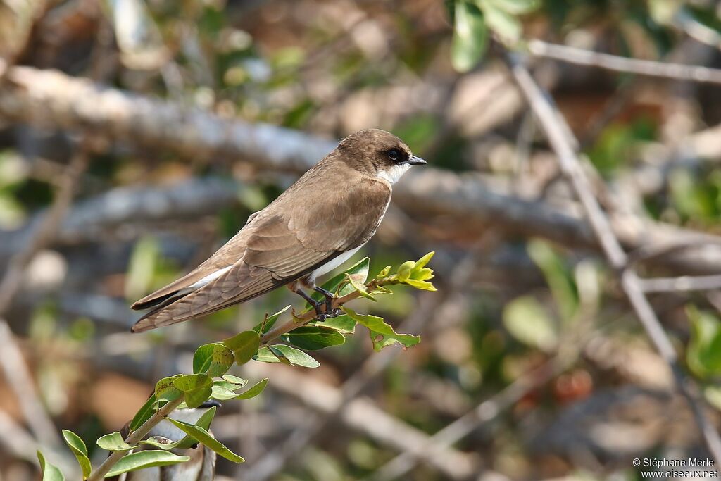 Hirondelle à collieradulte