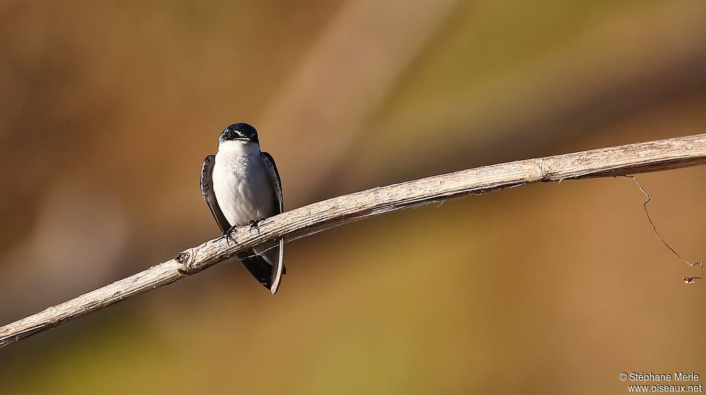 Mangrove Swallowadult
