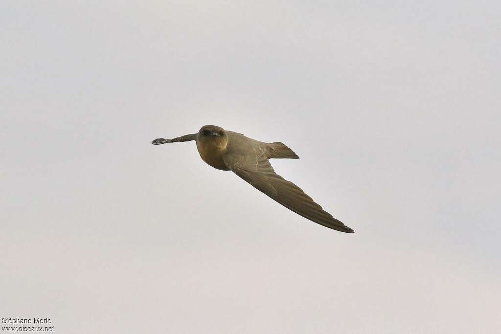 Large Rock Martin, Flight