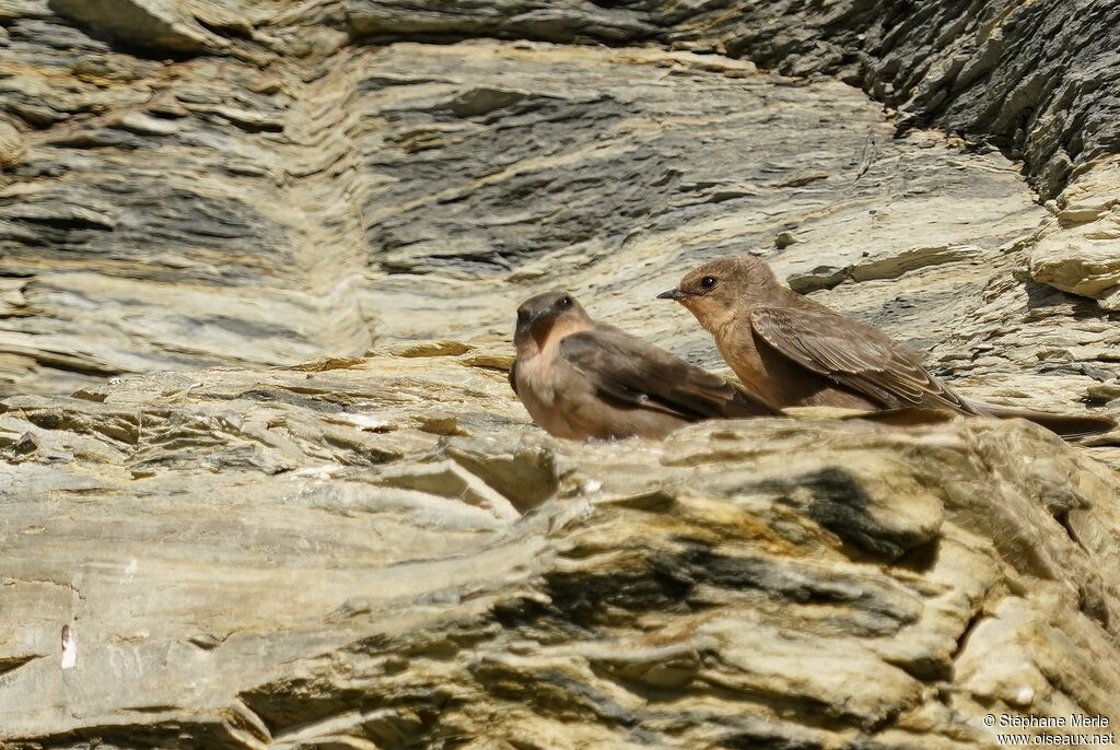 Large Rock Martin