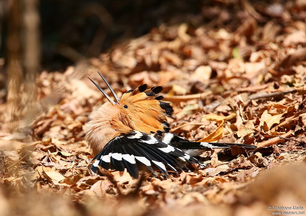 Madagascar Hoopoeadult