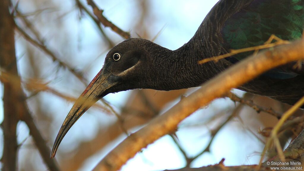 Ibis hagedash