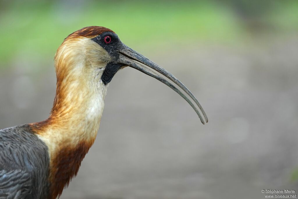 Buff-necked Ibisadult