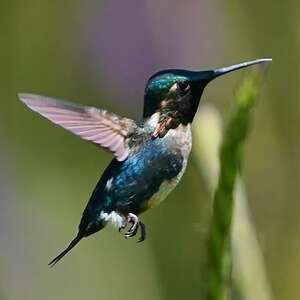 Colibri héliodore