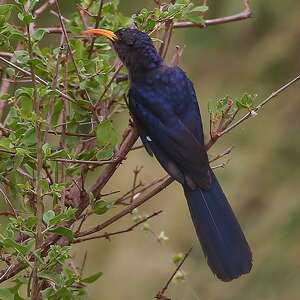 Irrisor à cimeterre