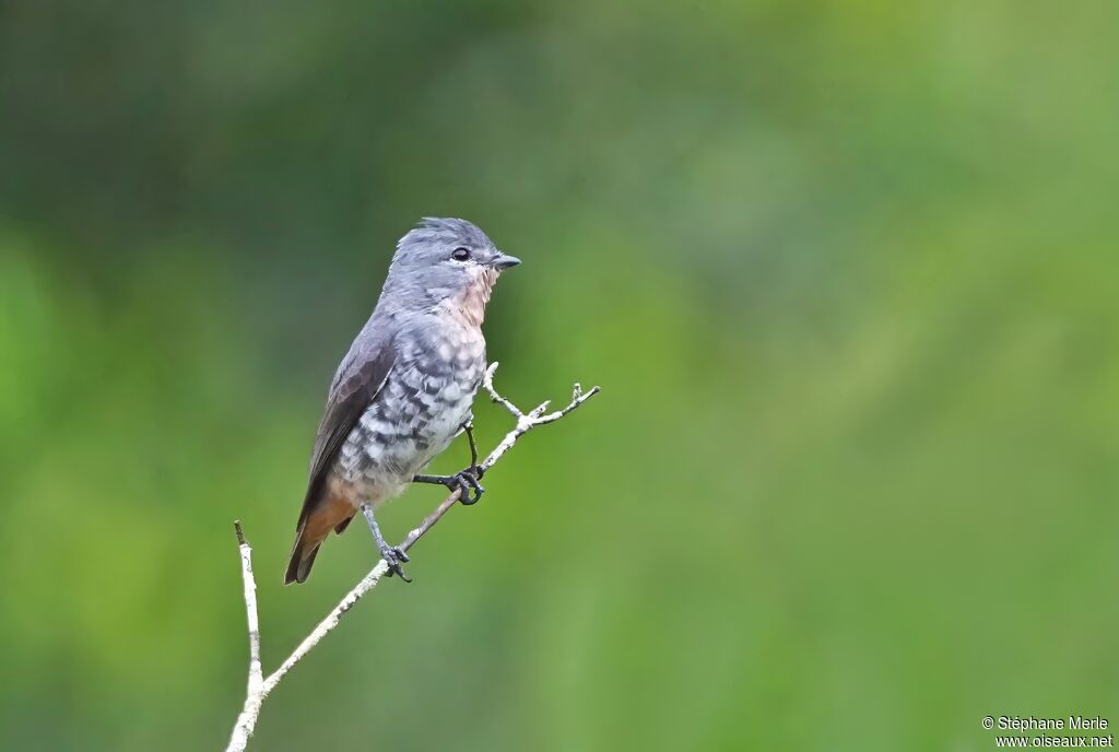 Buff-throated Purpletuft