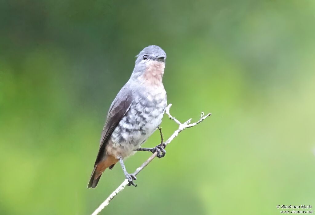 Buff-throated Purpletuft