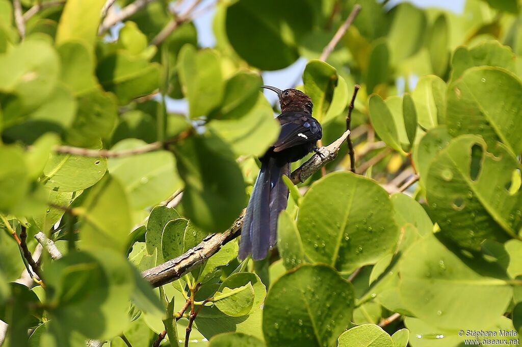 Common Scimitarbill