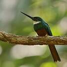 Jacamar à queue rousse
