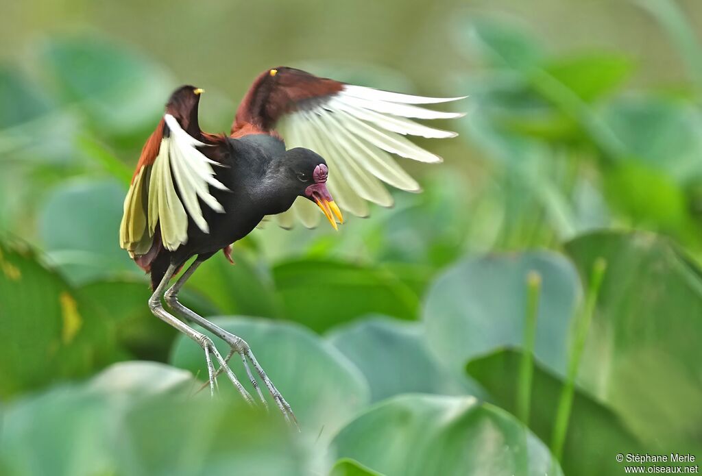 Jacana noiradulte