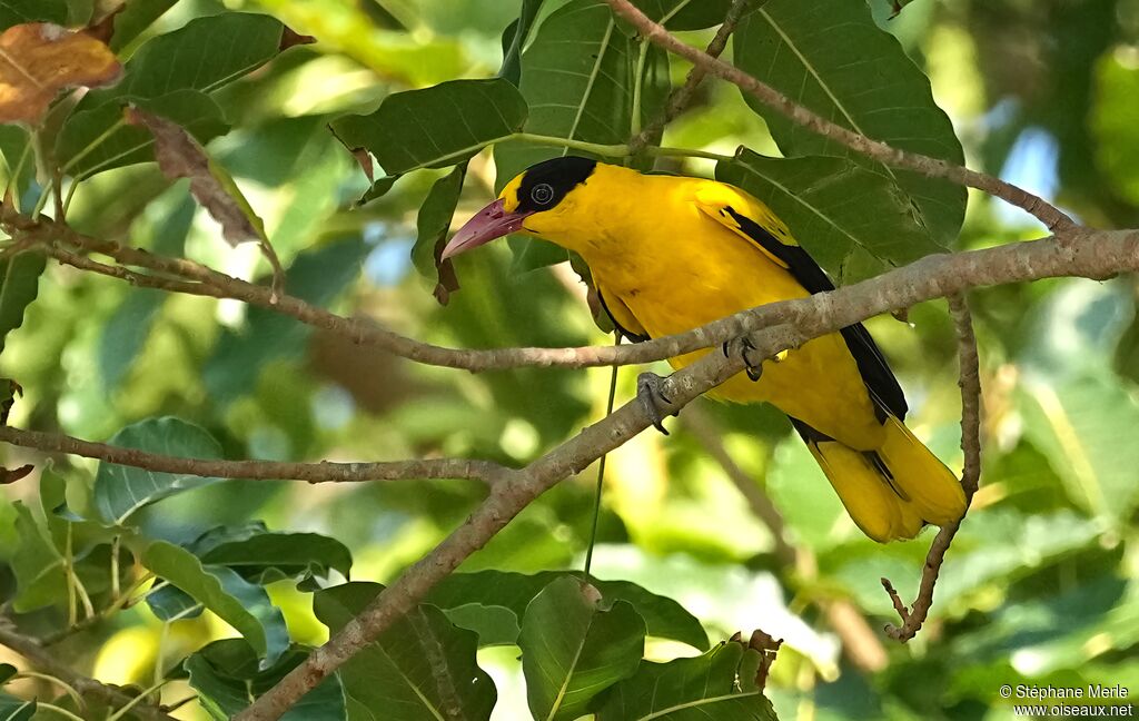 Loriot de Chineadulte